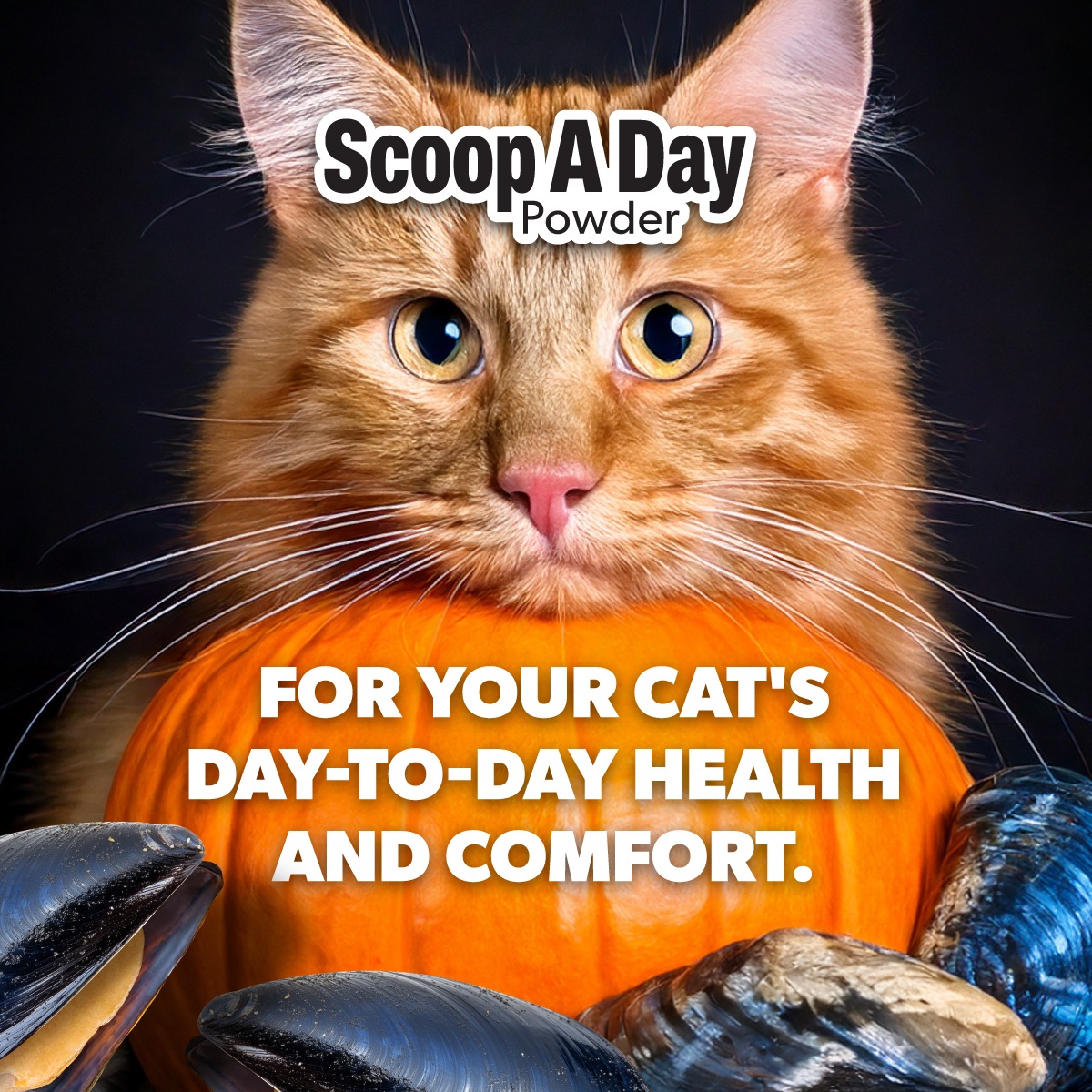 Scoop A Day Cat Supplement | Gut & Joint Support with Pumpkin & Blue Mussel Powder | Omega 3 & 6 for Healthy Digestion, Mobility, and Immune Boost | Made in USA - 4.8 oz (134g)