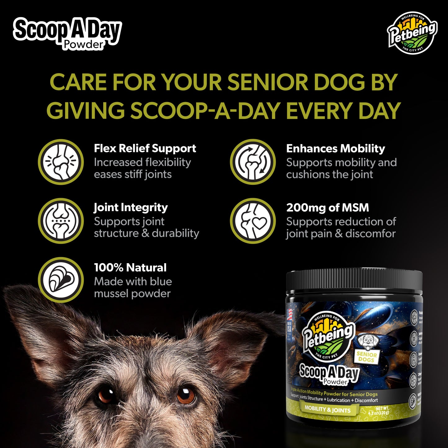 Scoop A Day Dog Supplement for Senior Dogs | Blue Mussel Powder | Mobility, Muscle, Joints Support | Omega 3 & 6 for Healthy Digestion and Immune Boost - Made in USA (4.2 oz (Senior Dogs)